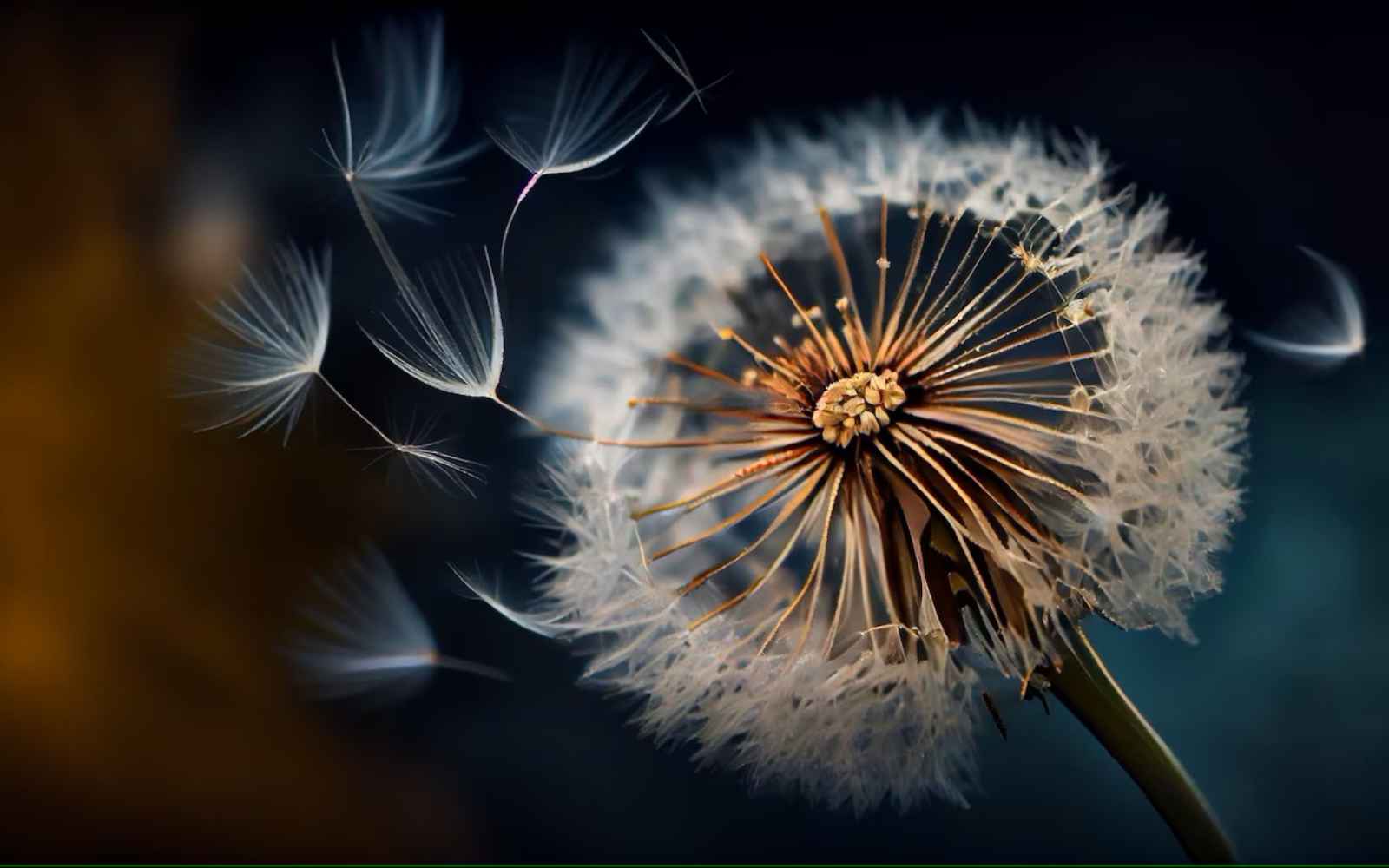 Pusteblume